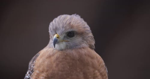 Close-up of a raptor perched with intense gaze, showing feather detail and natural brown plumage