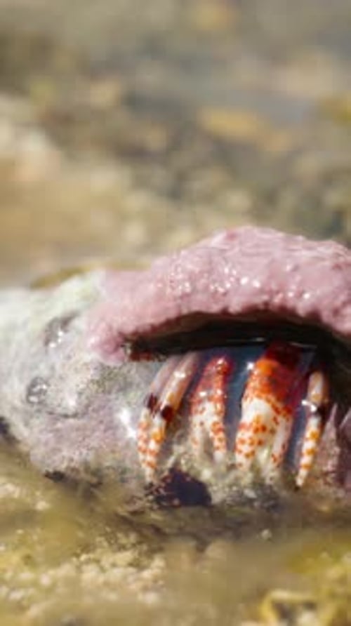 Hermit Crab Walking on a Rock