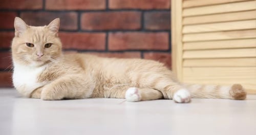 Orange tabby cat lying down relaxing indoors