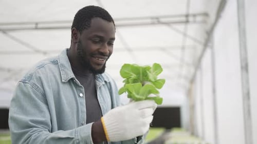 Entrepreneur work at hydroponic vegetable farm.
