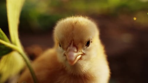 Tiny Chick Standing in Golden Sunlight