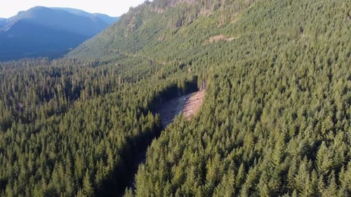 Logging Clear Cut forest