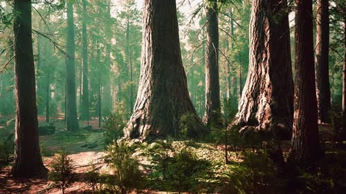 Giant Sequoias in the Giant Forest Grove in the Sequoia National Park