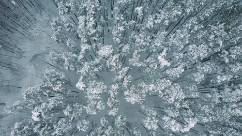 Aerial view of an expansive forest blanketed in fresh snow, showcasing a serene winter landscape wit