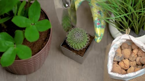 Woman Gardener Planting Cactus Plant with Sharp Needles in New Pots for More Favorable Growth