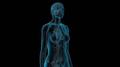 Human body with visible circulatory and nervous systems
