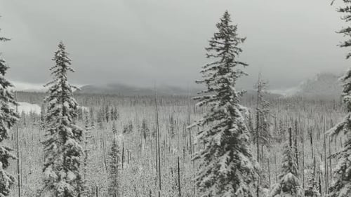 4k Aerial frozen forest with snowy mountains in background