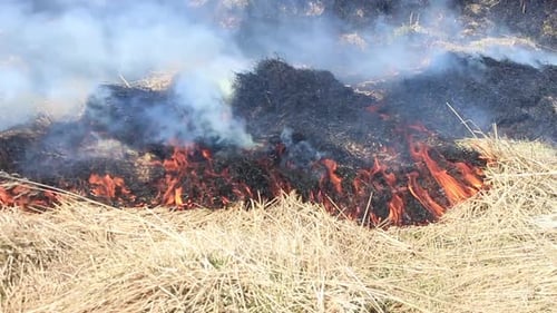 Burning dry yellow grass. Man controlled fire. Before the field is ploughed and harvested.