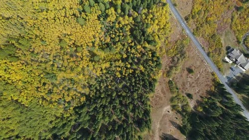 Top Down Aerial View, Yellow Green Forest, Aspens and Conifers, Countryside Road on Sunny September