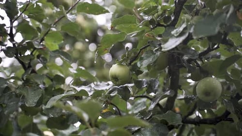 The close-up shows green apples in an apple tree in pouring rain.