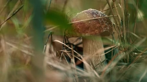 Edible Brown Mushroom at Meditative Calm Autumn Woodland in Green Grass. Outdoors
