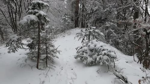 A stroll amidst a snowy forest with noticeable footprints in the snow