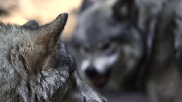 timber wolf lunging and snapping beautifully in and out of focus action ...