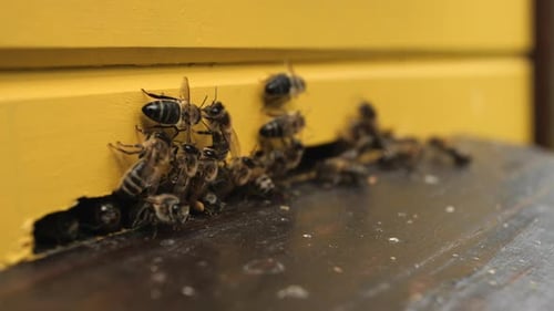 Closeup shot of bees going inside and outside the beehive. Light camera movement. Yellow beehive and