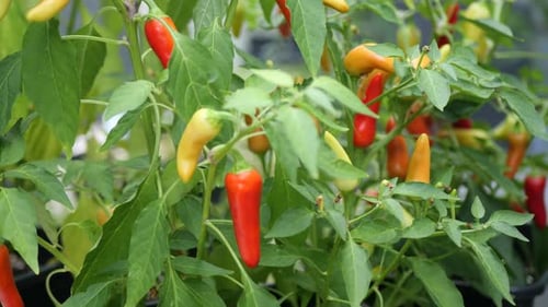 Selbst angebaute Chili-Pfefferpflanze mit bunten kleinen Chilis in einem Garten - Nahaufnahme