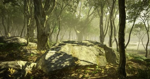 Light Filters Through Trees in a Tranquil Forest Landscape During Early Morning
