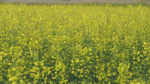 Primer plano del campo de canola en un día soleado. Mucho verde y amarillo. Poca profundidad de campo.