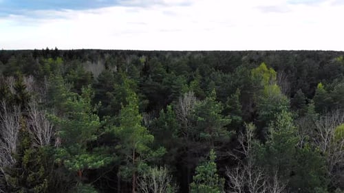 Spring Green Forest