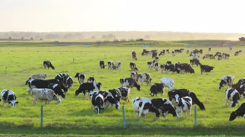 Production of Organic Dairy Products Milk Cows Grazing on Green Farm Pasture Feeding of Cattle on