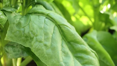 Growing spinach. Сlose-up.