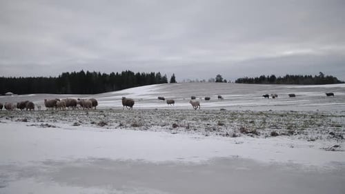 Eine Herde schmutziger Schafe weidet auf einem Feld in Russland
