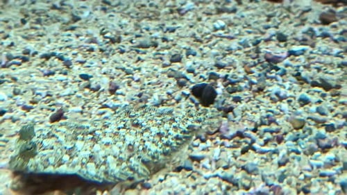 Flatfish swimming near bottom of sea and hides, close up