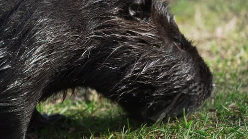 Schwarze Nutria frisst Gras auf einem Rasen aus nächster Nähe. Das Tier wird auch Coypu, Wasserratte, Semiaqua genannt