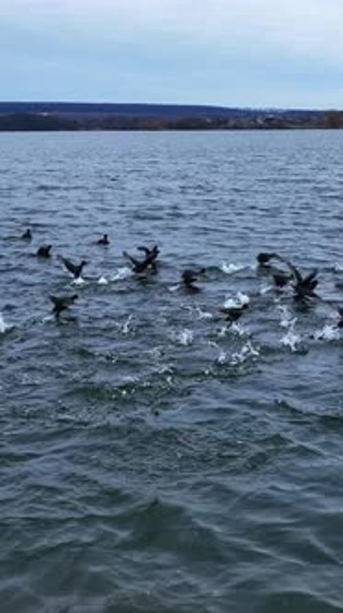 Group of black ducks gathered on the lake. Scared birds rise into air and fly few meters away.