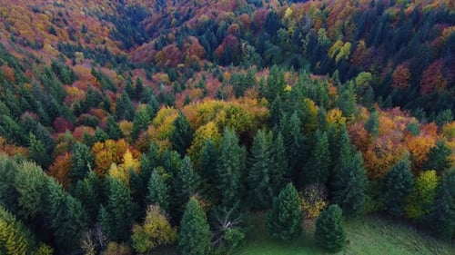 Aerial View From a Drone Autumn Trees in the Forest Topdown View