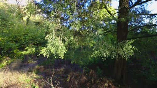 Close-up of green, delicate tree branches with sunlight filtering through, surrounded by a lush