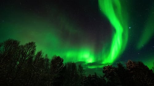 Incredible nightlapse of green aurora borealis in starry sky viewed over trees