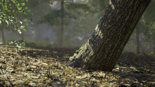 Tall Tree Leaning on Forest Floor Covered with Fallen Leaves
