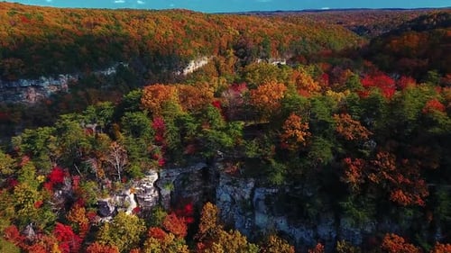 Top View Natural Forest 4K