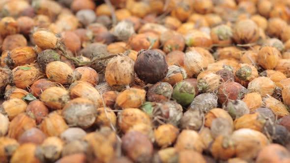 Close Up of Pile of Tropical Areca Nuts, Nature Stock Footage ft. areca ...