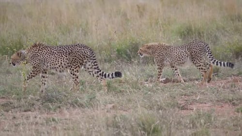 Seltene Begegnung: Den anmutigen Schritt zweier asiatischer Geparden in freier Wildbahn erleben 4K