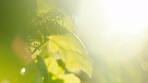 Nahaufnahme von Weinrebenblättern und jungen Trauben im Gegenlicht