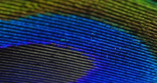 close up or macro of a colorful peacock feather with a drop resting on. The peacock feather full o