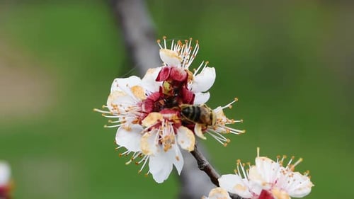 Bee Pollinating Flower in Spring Garden