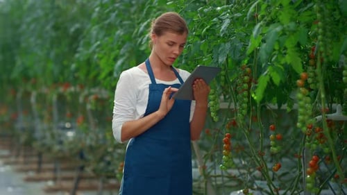 Woman with Tablet Inspecting Tomato Plants in Greenhouse