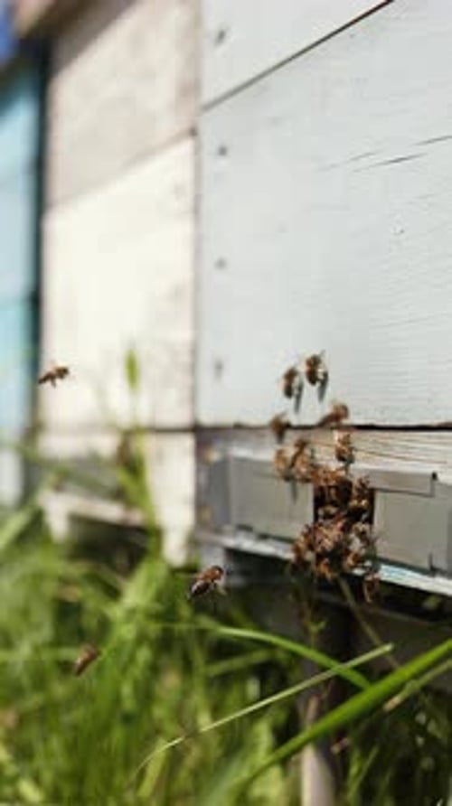 Bees Hovering Around Entrance to Beehive