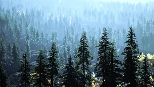 Misty Mountain Forest Landscape in the Morning