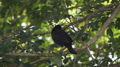 Amsel in einem Baum an einem Frühlingsabend in einem englischen Garten
