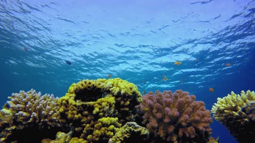 Colourful Tropical Reef Scene
