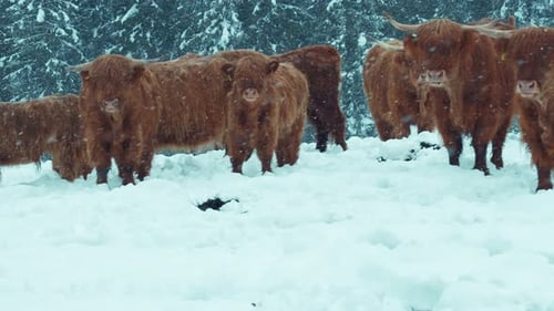Highland Cattle Cows Stand in Snowy Field