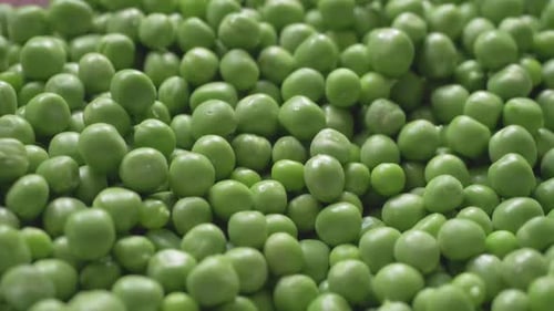 Green Peas Newly Harvested on Farm with Vivid Color and