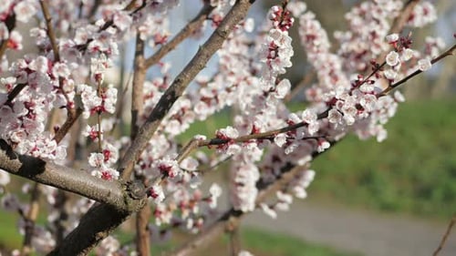 White cherry blossoms with bees flying around and a path in the background. close up shot.