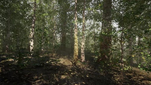 A Dense Birch Forest with Tall Trees and Sunlight Filtering Through the Leaves