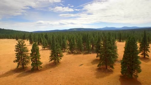 Aerial drone view of Oregon forest and mountains under a blue summer sky
