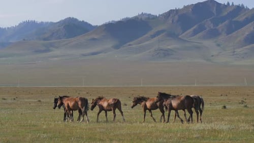 Herd of Horses Slowly Walking in the Field Beautiful Nature Concept