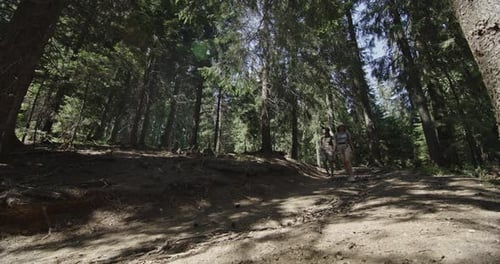 Young Tourists Explore the Dense Carpathian Forest on a Sunny Day Engaging with the Natural Beauty
